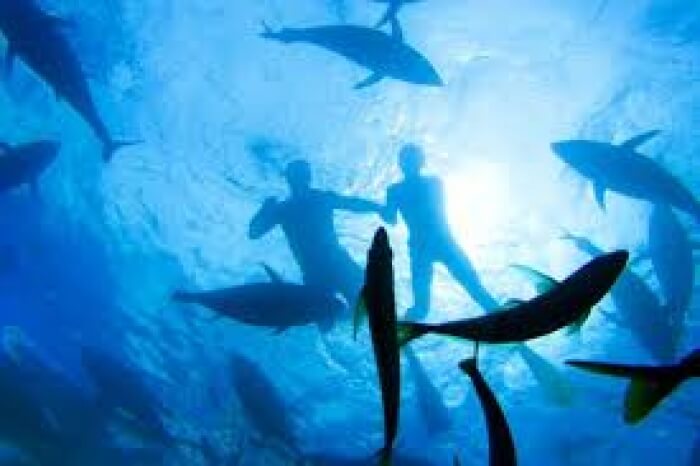 The Spectacular and Friendly- The Eyre Peninsula