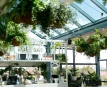 The Fernery